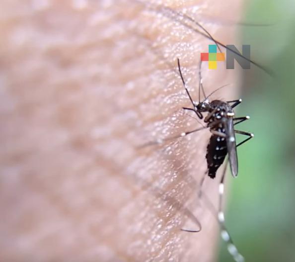 Piden mantener medidas de prevención contra el mosquito transmisor del dengue