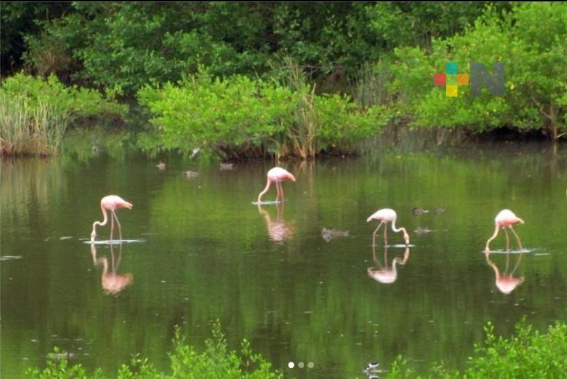 Captan a flamencos en laguna de Mandinga; continúan en tierras veracruzanas