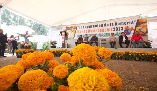 Promueve Agricultura protección y mejora de variedades de flor de cempasúchil