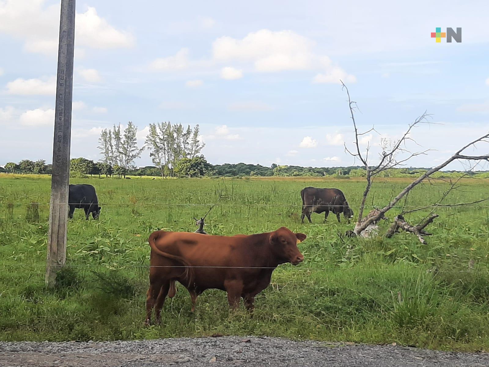Foro Ganadero Iberoamericano de UV reúne a una veintena de países