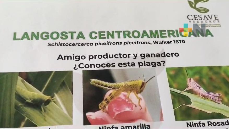 Detectan plaga de langosta en cultivos de municipios Omealca y Cuitláhuac