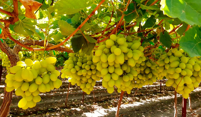 Registra producción de uva de mesa avance positivo: Agricultura