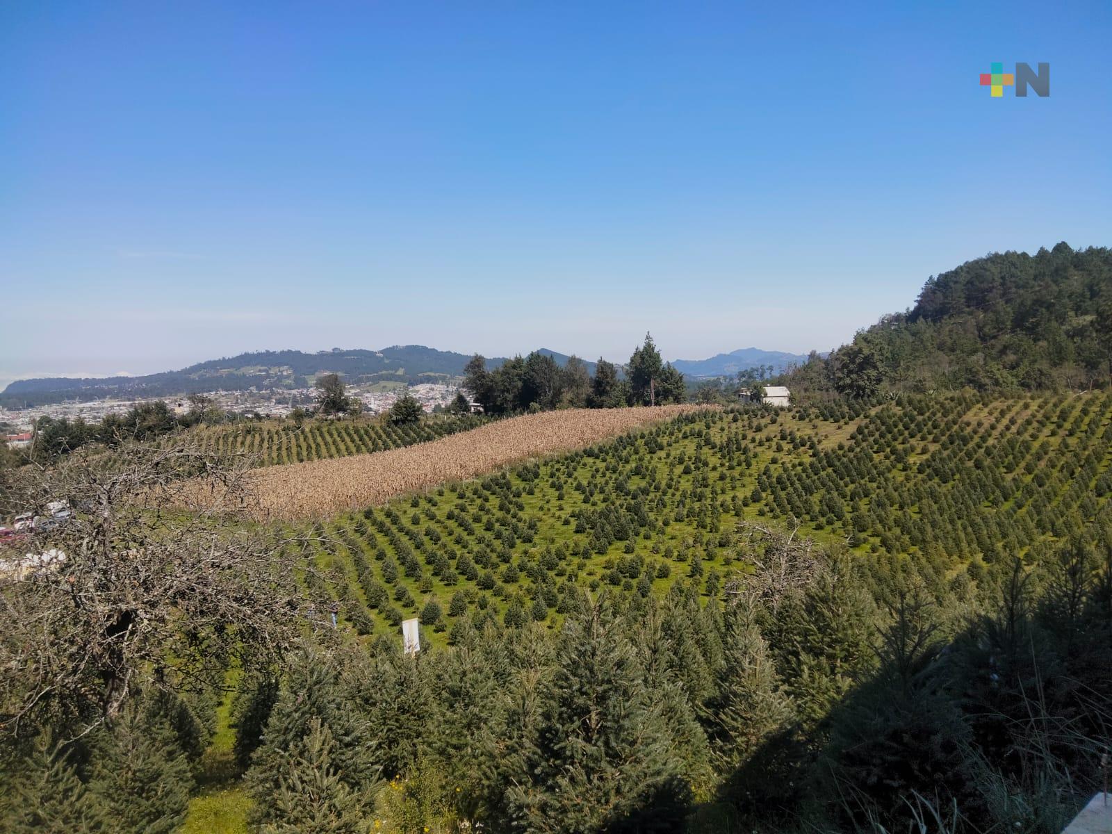 Aumenta robo de árboles navideños en municipio de Las Vigas