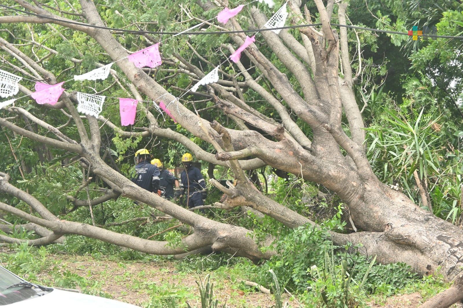 Recuento en Veracruz puerto señala caída de 57 árboles y 39 postes; algunos derribados por riesgo
