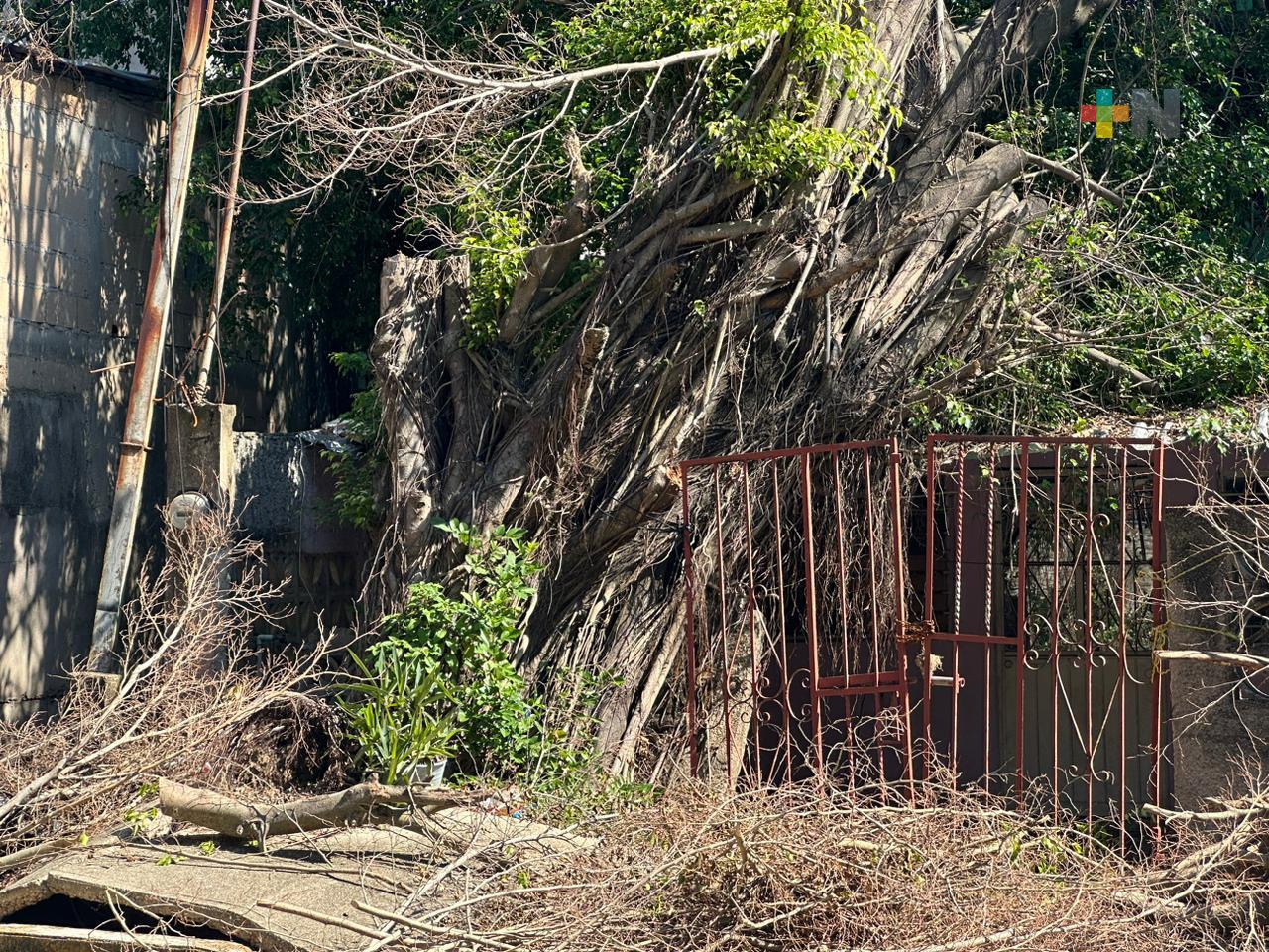 Colonos de Coatza piden retiro de un árbol que derribó frente frío 8; ya dañó viviendas