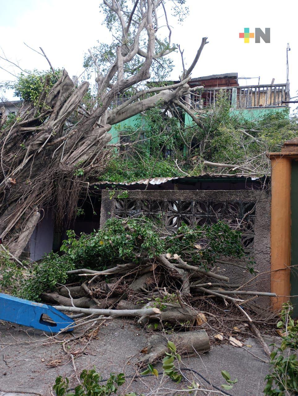 Retiran ramas riesgosas de árbol caído en Coatza; tronco requiere equipo especial