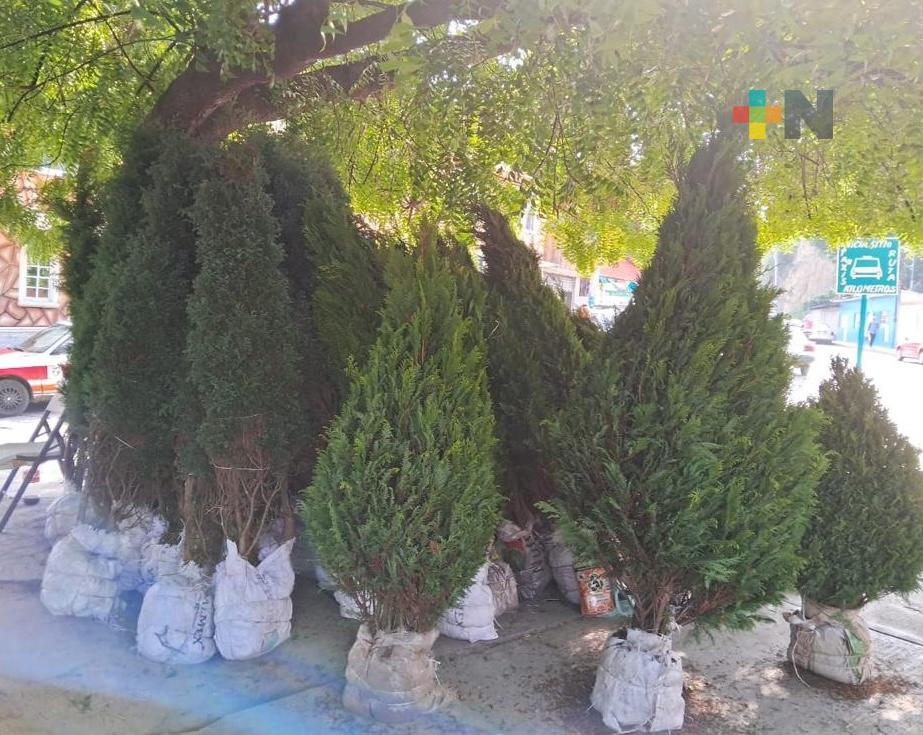 Inició la venta de árboles naturales de Navidad, en Tuxpan