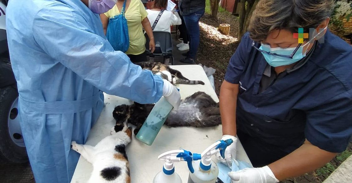 Jornada de esterilización gratuita para perros y gatos realizan en colonia Los Pinos