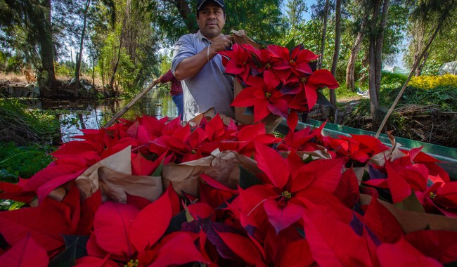 Flor de Nochebuena se vende bien y sin intermediarios en parque Doña Falla