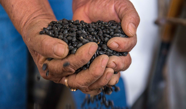Arranca Agricultura entrega de semilla certificada para aumentar producción de frijol