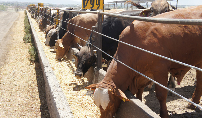 Cae en 35% la producción de carne y leche en el estado de Veracruz por estiaje