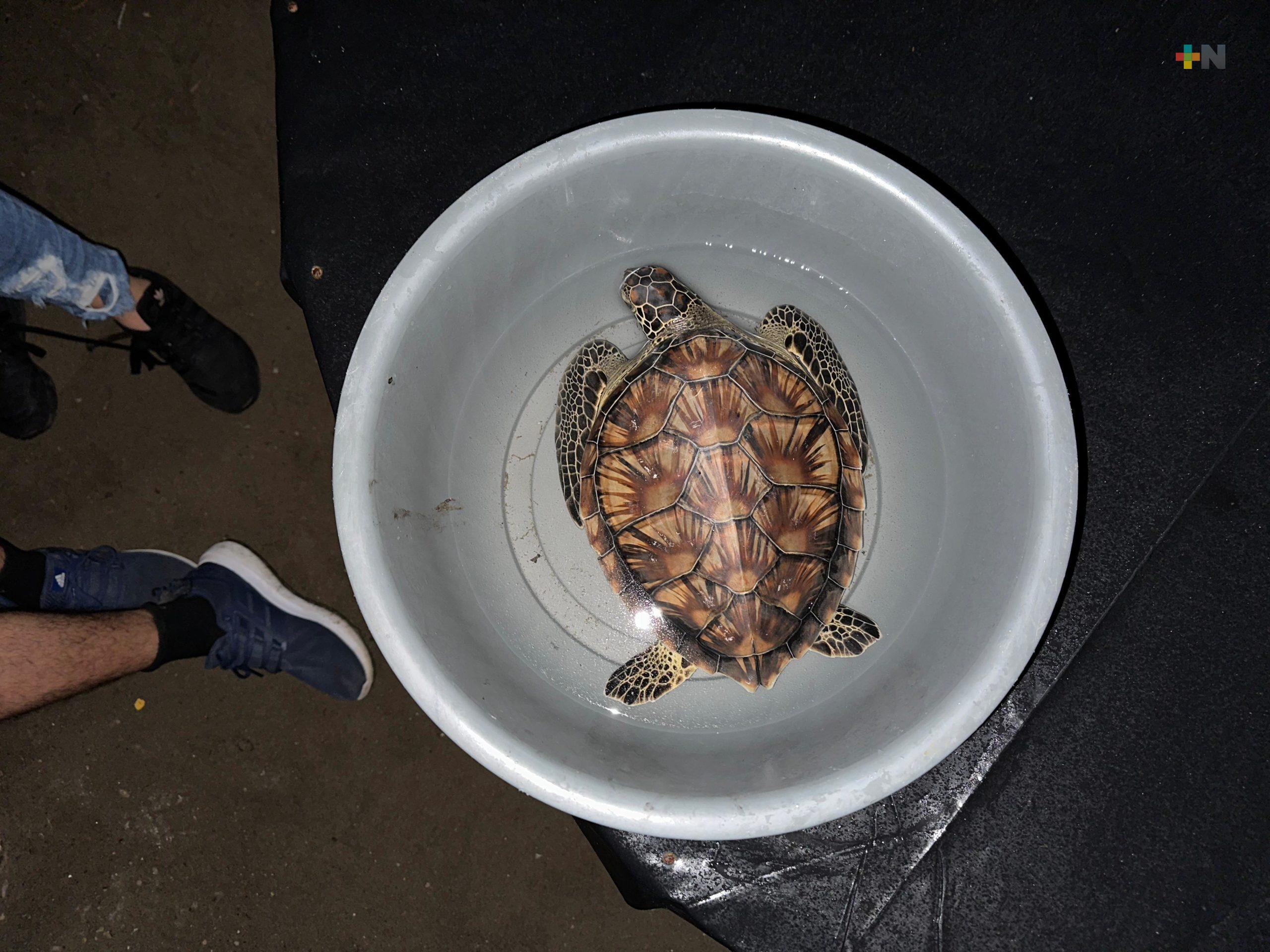 Personal del Aquarium rescata tortuga marina varada en Antón Lizardo