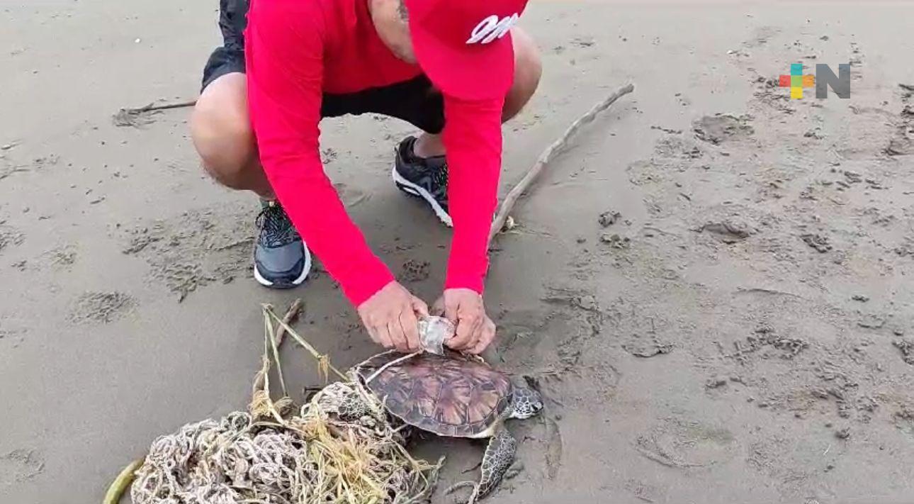 En Coatza, tortuga marina fue liberada de una red de pesca