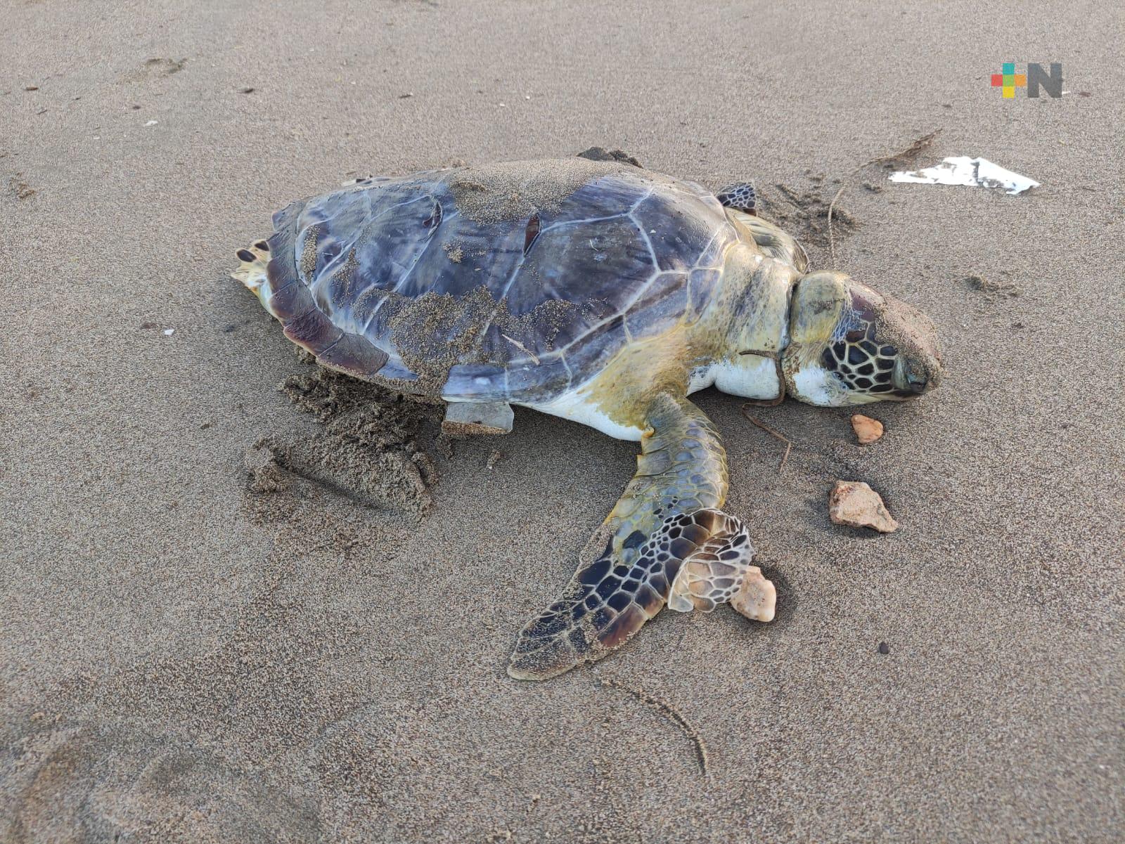 Aparece tortuga muerta en playa de Coatza; peritos indican que se debe a pesca