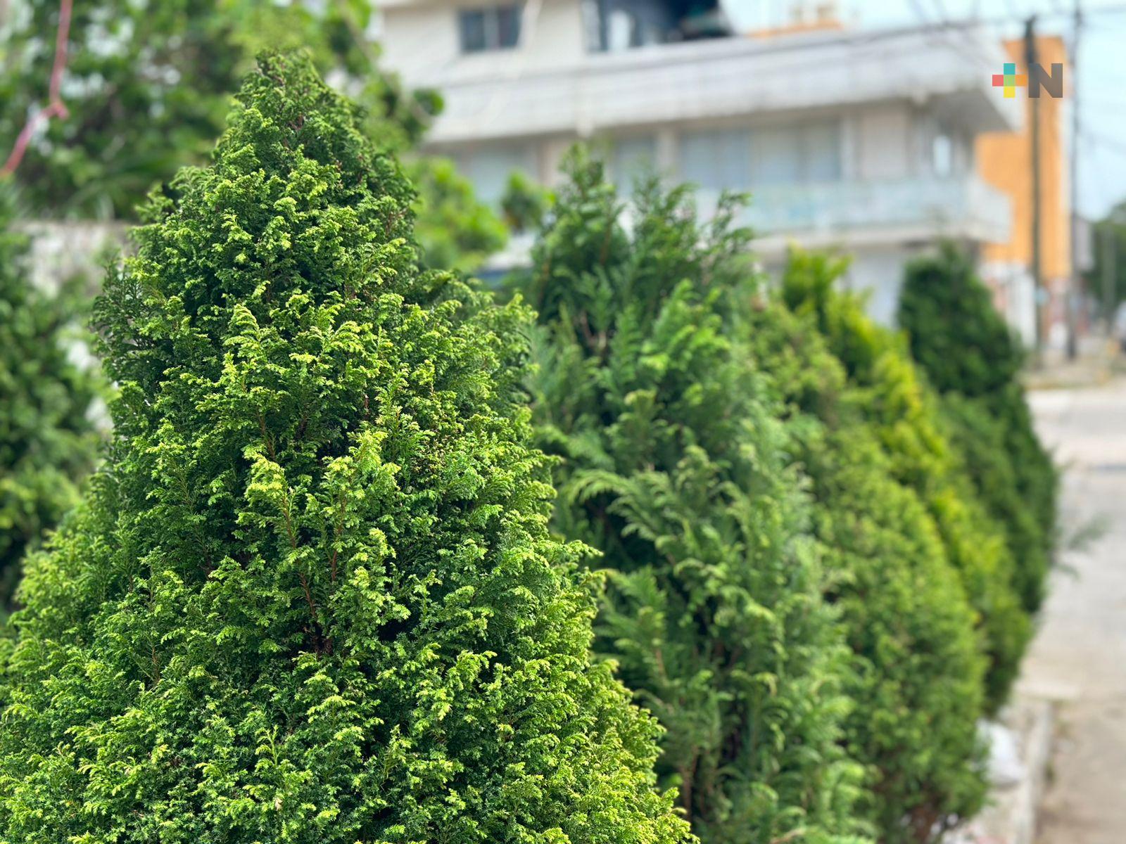 Ya empieza la venta de árboles de Navidad en Veracruz puerto