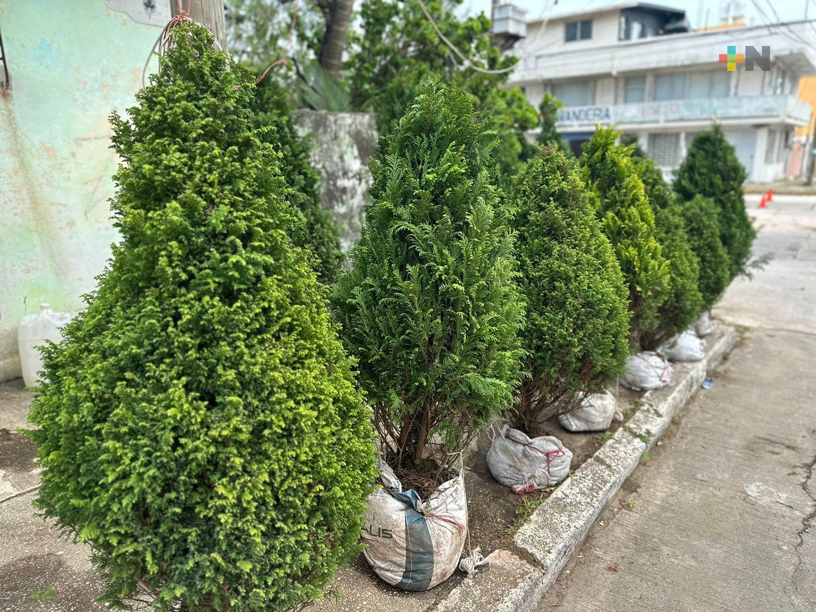 Comerciantes de Orizaba llegan a Coatzacoalcos a vender pinos navideños