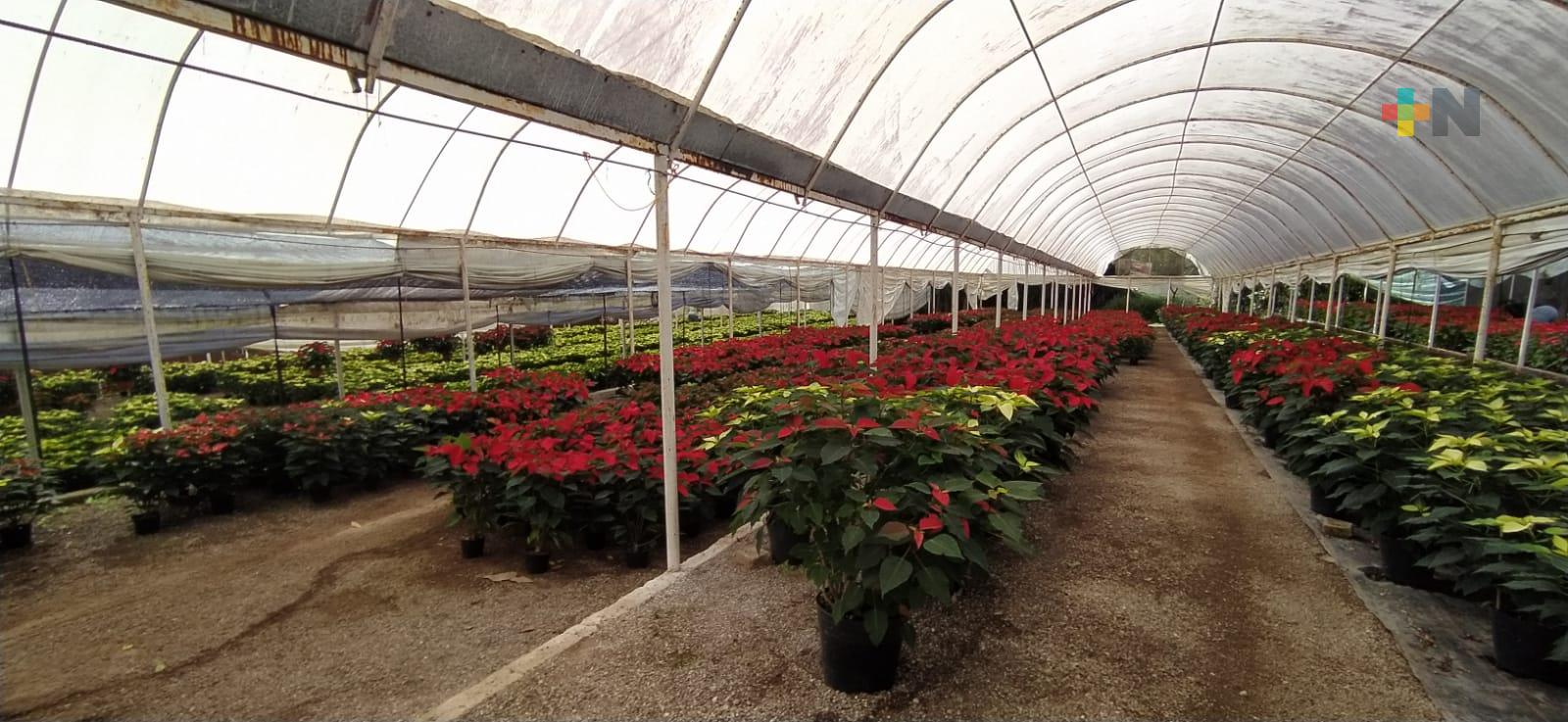 Venta de nochebuenas, producto valioso en economía de temporada navideña