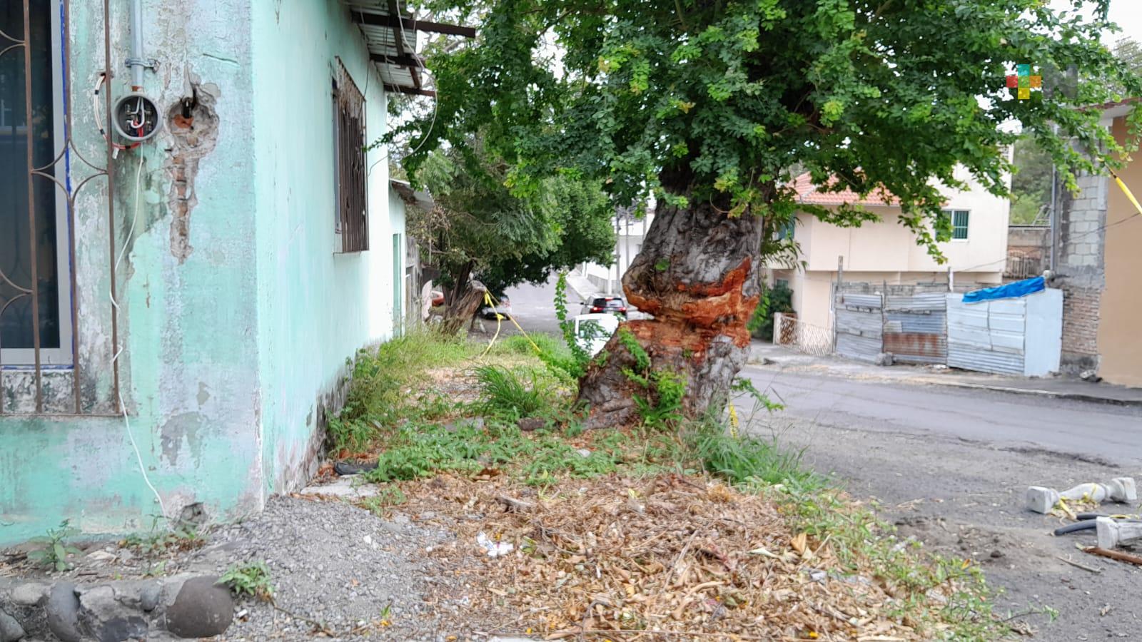 Alertan vecinos sobre árbol que podría caer en cualquier momento