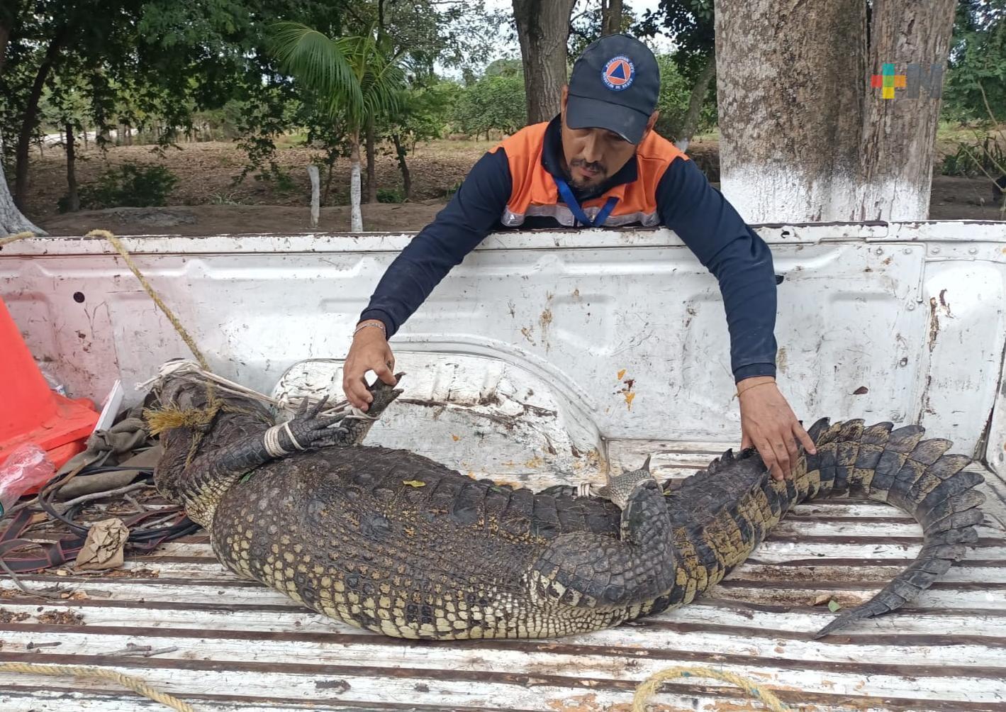 Aseguran cocodrilo de dos metros en Medellín de Bravo