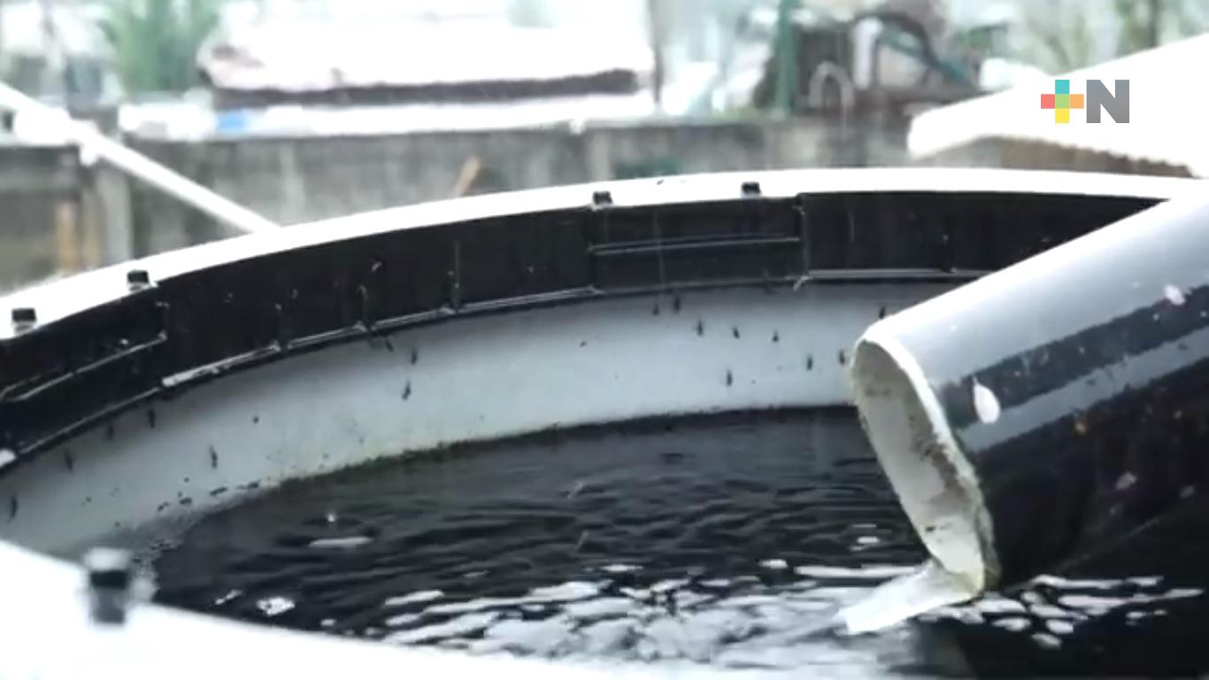 Cosecha de agua de lluvia, alternativa para hacer frente a la escasez del vital líquido