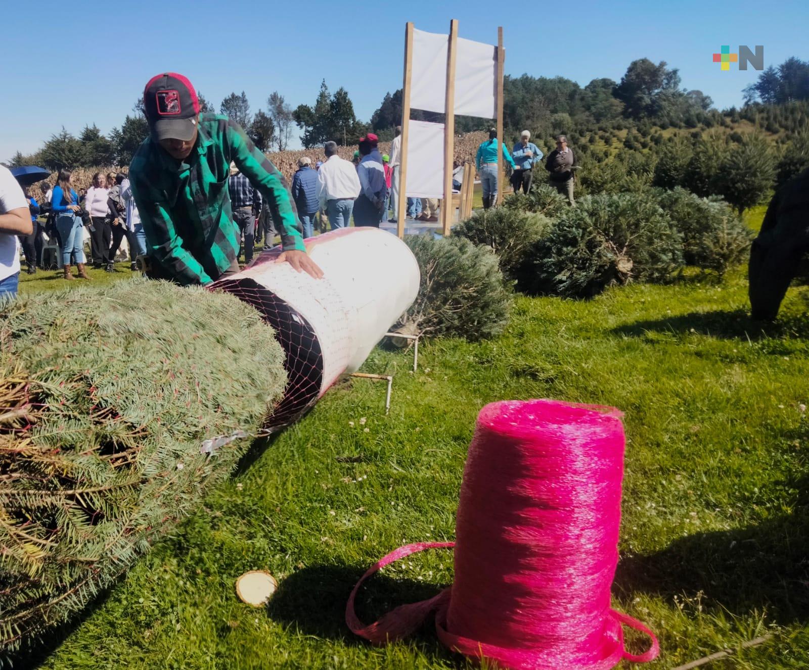 Realizan el primer corte de árboles de Navidad de 2023 en Las Vigas