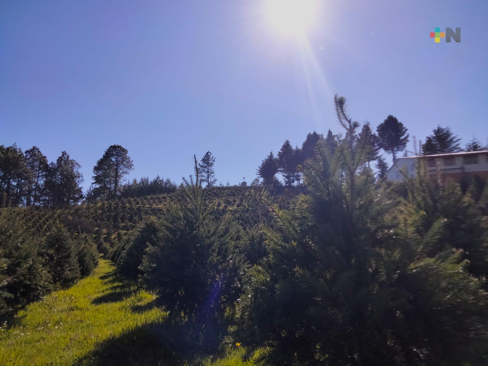 Invitan a adquirir árboles de Navidad cultivados de manera sustentable