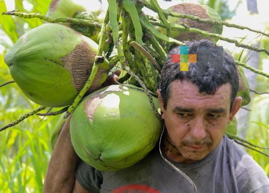 México, referente en mejoramiento genético de palma de coco: Agricultura