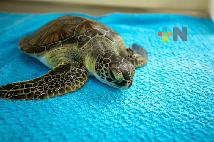 Estable de salud la tortuga marina varada en Antón Lizardo