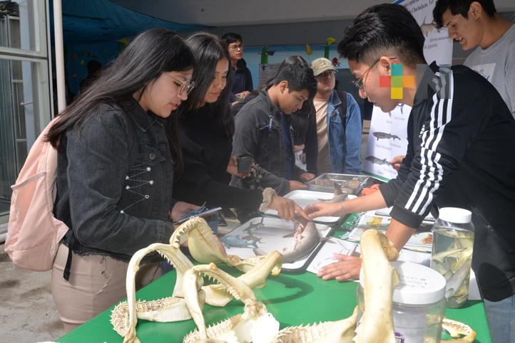 Estudiantes UV investigan tiburones y rayas de las costas veracruzanas