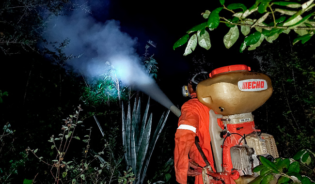 Controla Agricultura más de 30 brotes de langosta centroamericana en Yucatán