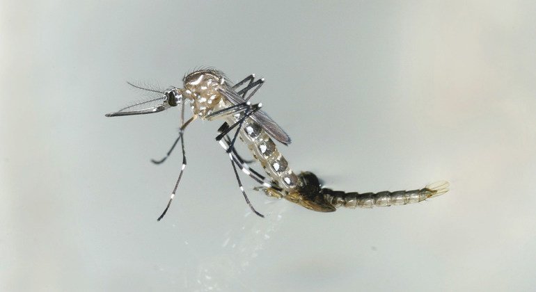 Aumento de casos de dengue es “una grave amenaza”, alerta la OMS