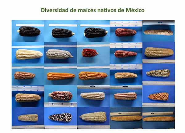 Maíz nativo pierde terreno ante semillas híbridas