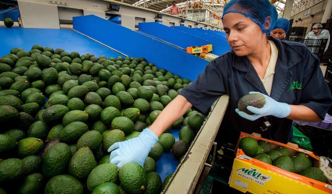 Crece 28.5% superávit de la balanza comercial agroalimentaria de México en primeros 10 meses