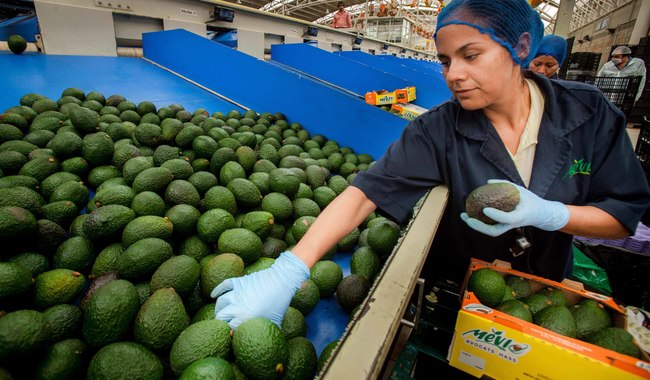 Trabajadores que no reciban aumento salarial podrán presentar queja: STPSyP