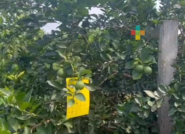 Cítricos requieren de un manejo integral para hacer frente enfermedades: Agrónomo