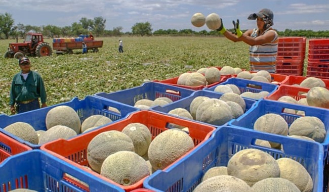 Investigan melón mexicano por casos de salmonella en EUA y Canadá