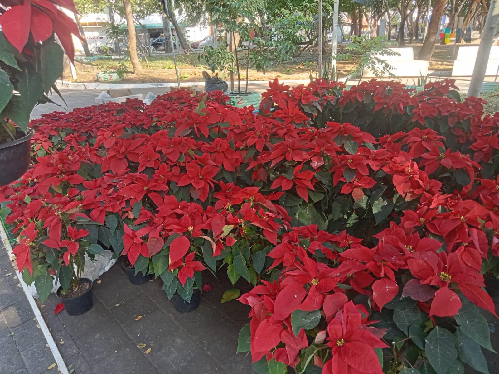 Frentes fríos han afectado a comerciantes de nochebuenas por daños a las plantas