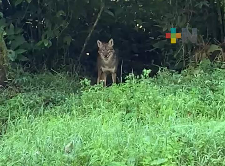 Otro coyote fue visto en Xalapa