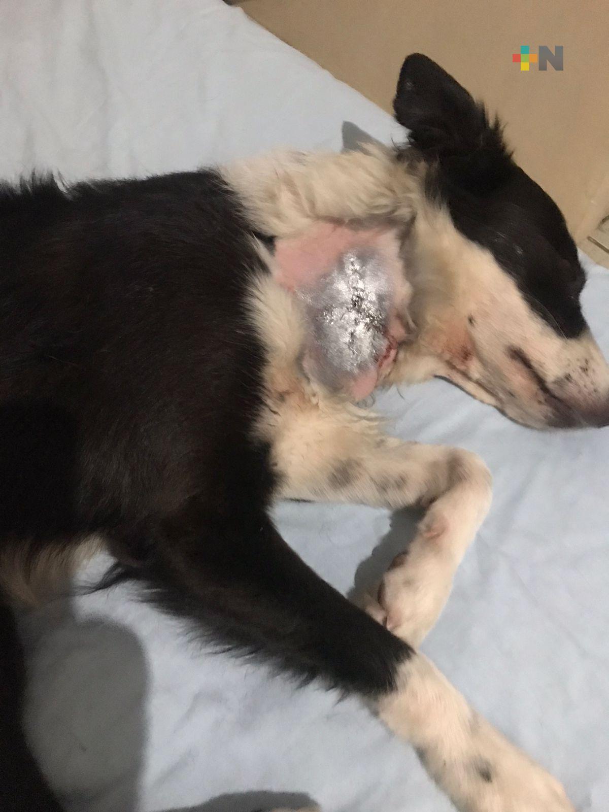 Ataque de dos pitbull causa heridas graves a otros perros y a una adulta mayor