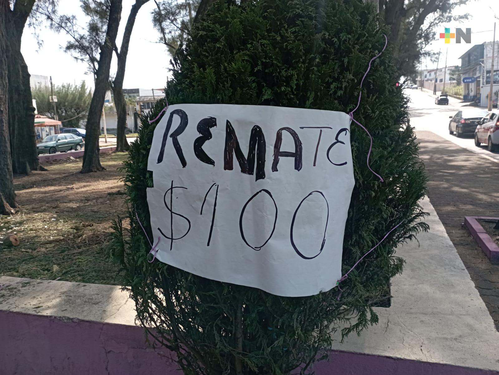 Ante cercanía de Nochebuena, en Coatza rematan árboles de Navidad naturales