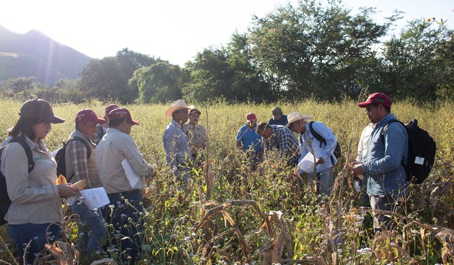 Tecnologías desarrolladas por INIFAP generan derrama económica en sector agropecuario por mil 600 mdp