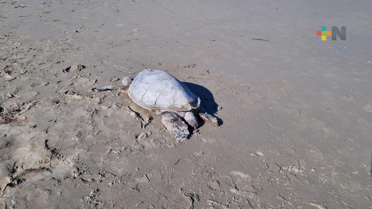 Encuentran sin vida tortuga en playa de Coatzacoalcos