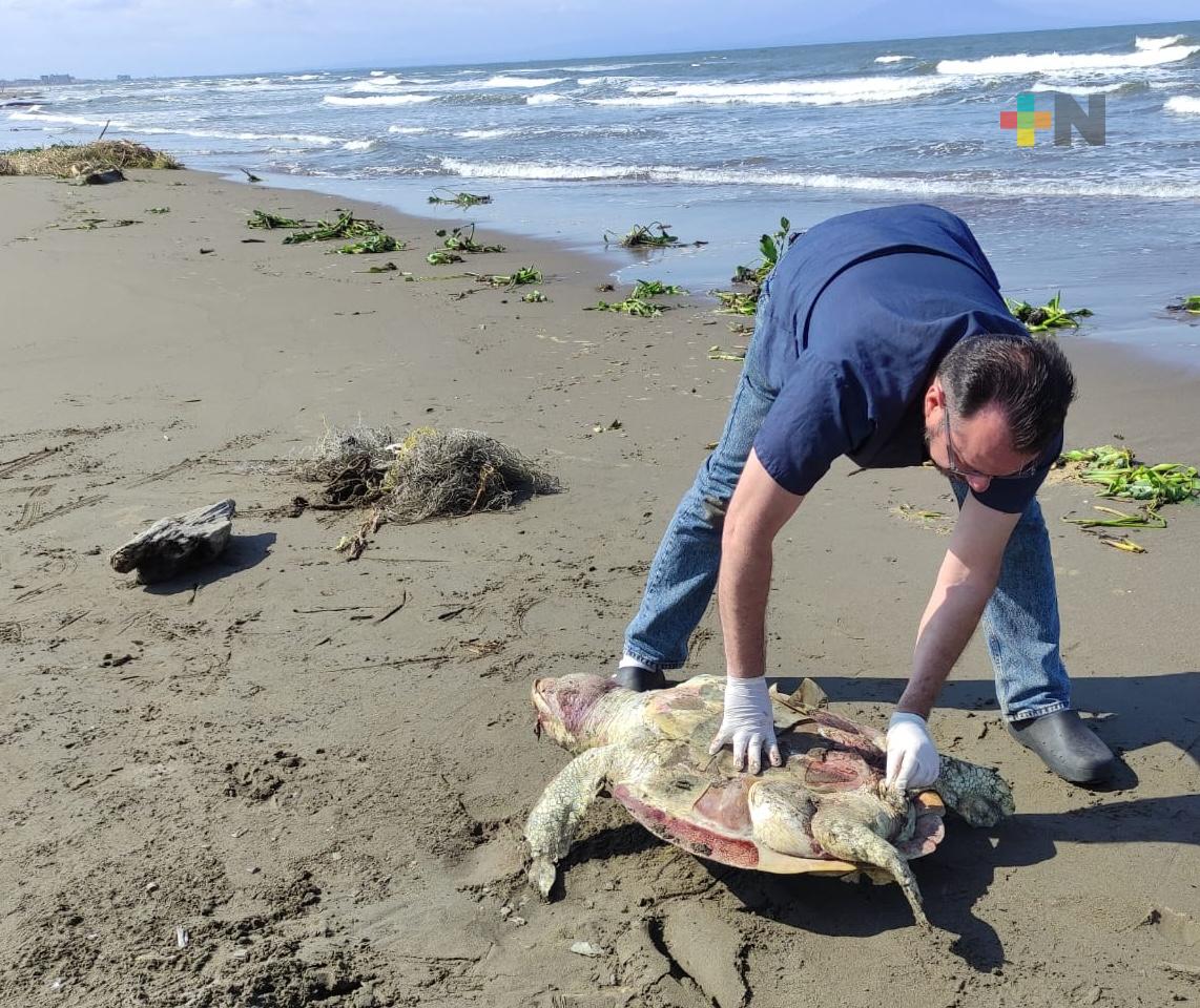 Encuentran dos tortugas muertas en playa de Coatzacoalcos
