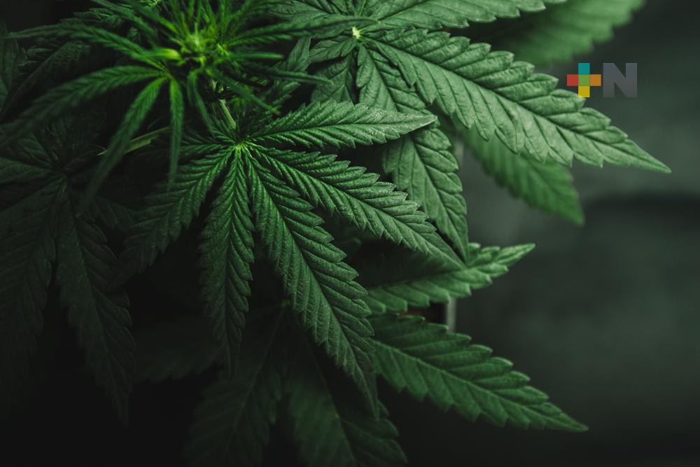 Insiste Sánchez Cordero en importancia de regular uso medicinal, industrial y lúdico de cannabis