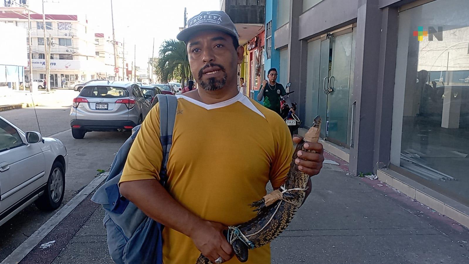 A pie, trasladan a pequeño cocodrilo en Coatzacoalcos