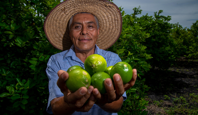 Cuenta México con un fuerte sector citrícola para atender el mayor consumo por temporada invernal