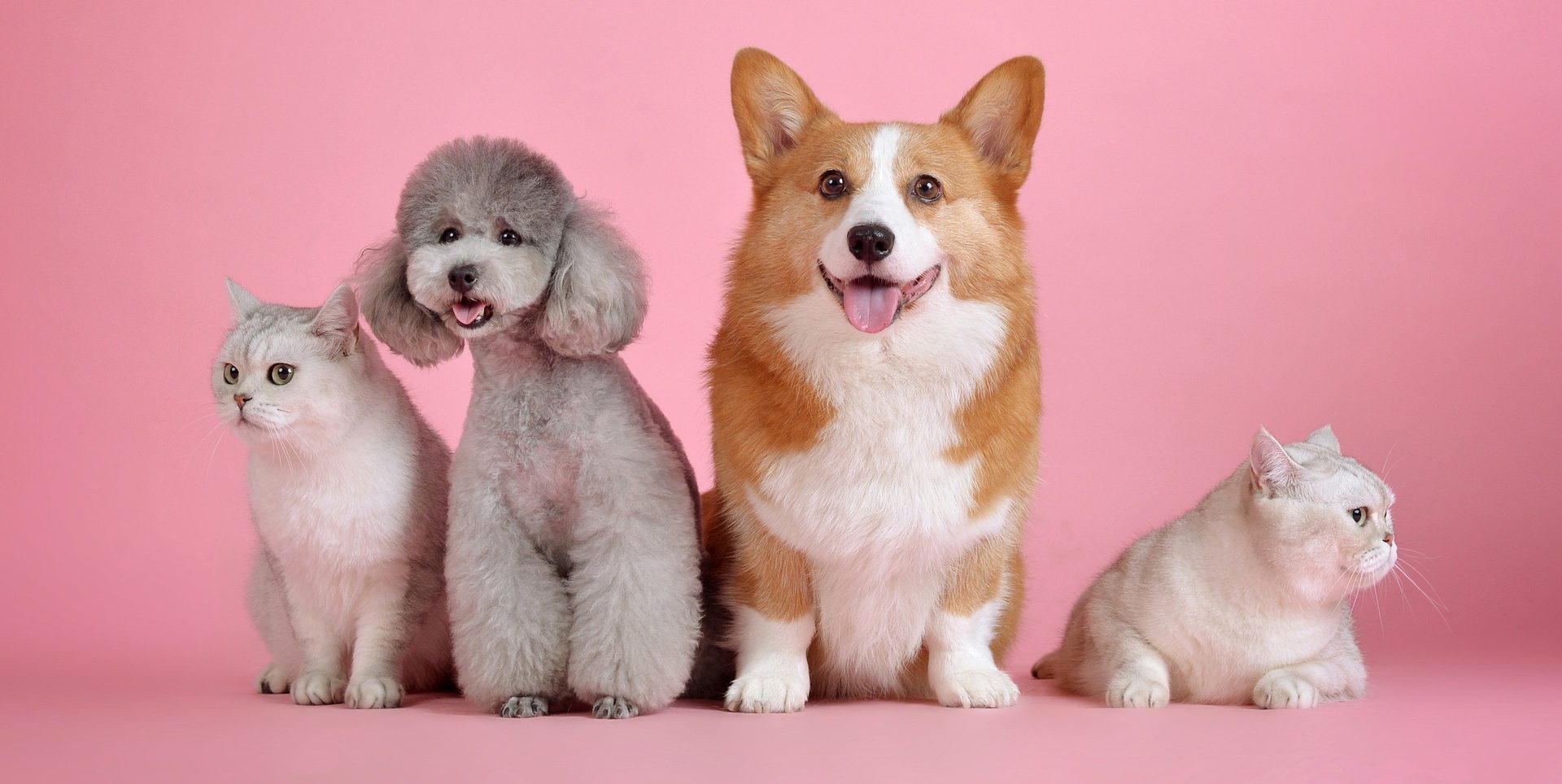 Reconoce Veracruz a los animales como seres sintientes