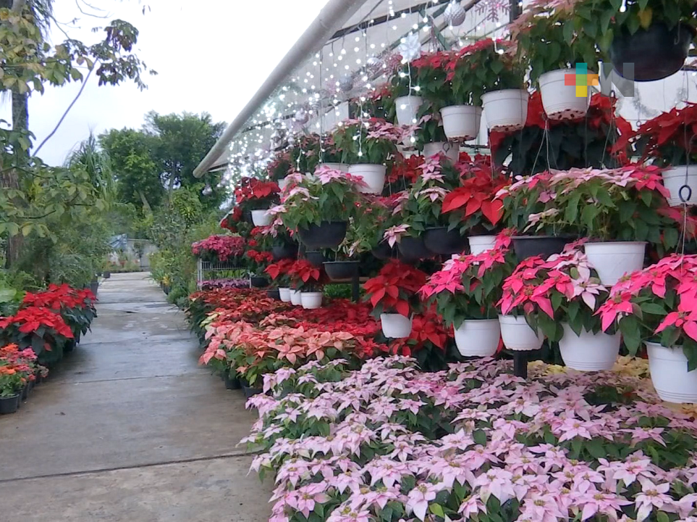 Extensa variedad de flores de nochebuena ofrece el parque Doña Falla en Xalapa