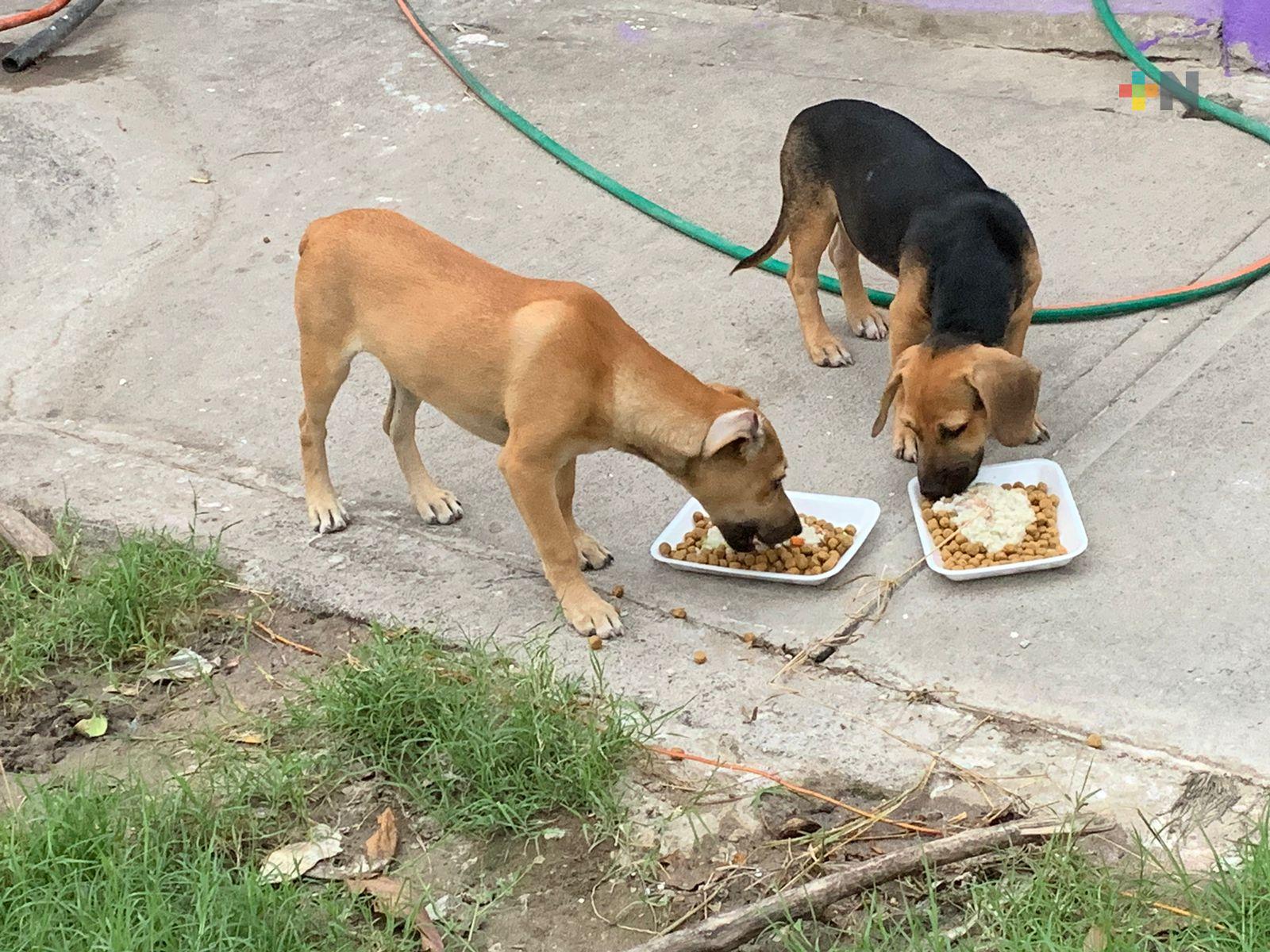 Animalistas entregan comida a perros y gatos en situación de calle