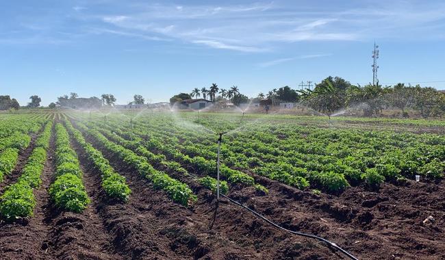 Desarrolla Agricultura plataforma digital que contribuye al ahorro de agua en cultivos de riego